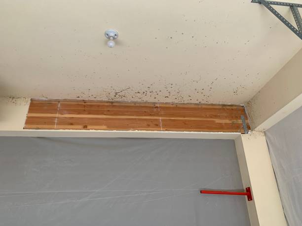 Environmental Consulting for Mold Prevention in Alto, GA